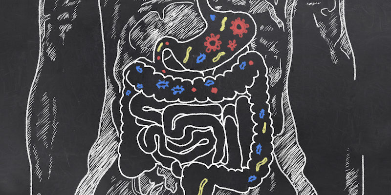 Chalk diagram drawing of gut bacteria